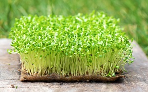 Alfalfa sprouts