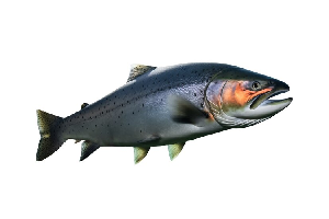 Arctic char