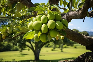 Breadfruit