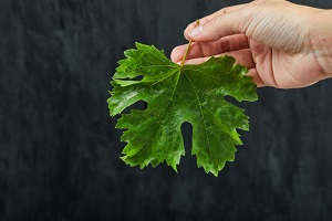 Grape leaves