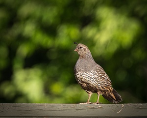 Quail