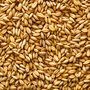 Barley