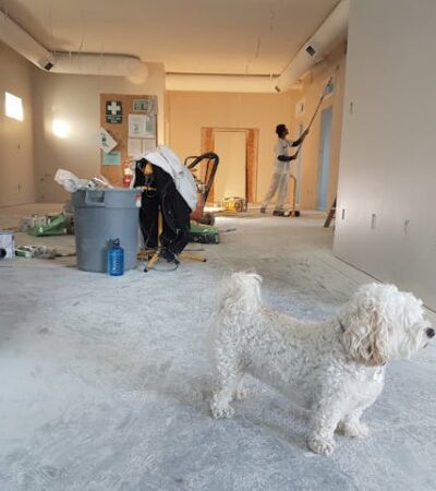 Photography of White Poodle