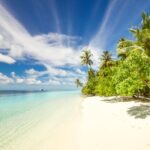 Green Trees Near Seashore Under Blue Sky