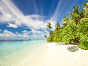 Green Trees Near Seashore Under Blue Sky