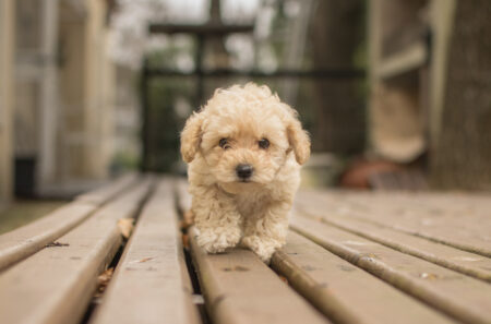Bernedoodles