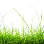 Lawn’s Jungle
