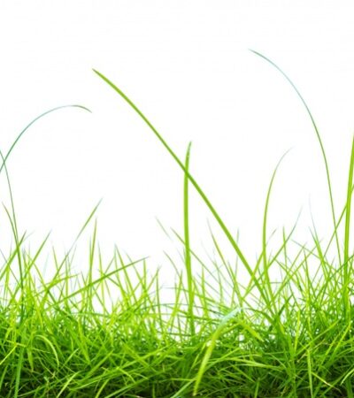 Lawn’s Jungle