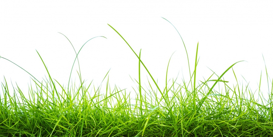 Lawn’s Jungle