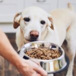 Dog Food