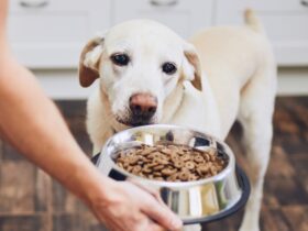 Dog Food