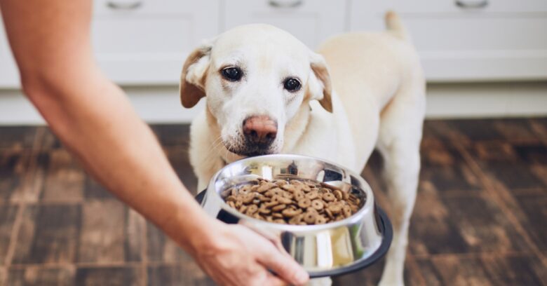 Dog Food