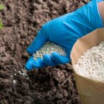 Lawn Fertilization