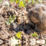 Gopher