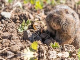 Gopher