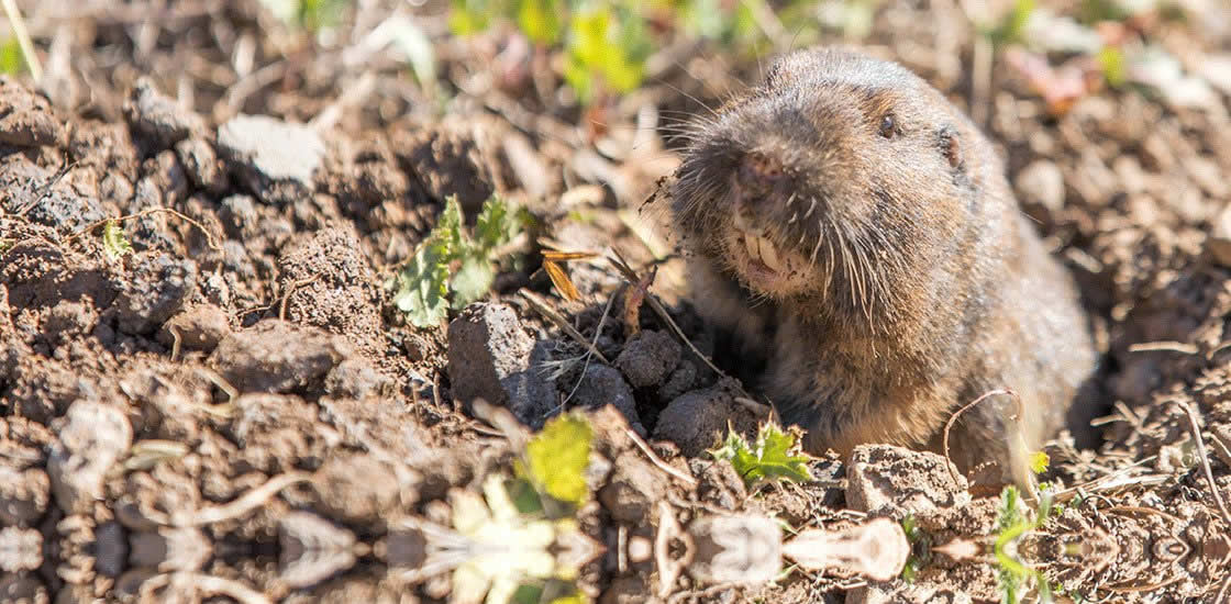 Gopher
