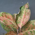 Aglaonema Houseplant
