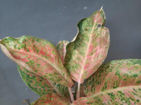 Aglaonema Houseplant