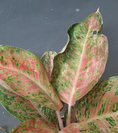 Aglaonema Houseplant
