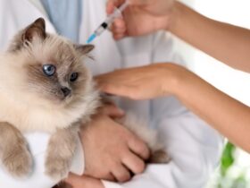 Pets Medicine