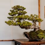 Home Decor with Japanese Bonsai Trees