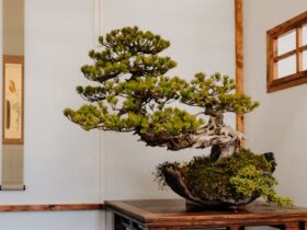 Home Decor with Japanese Bonsai Trees