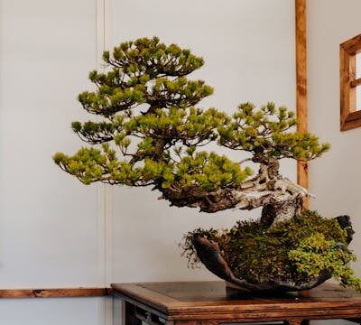 Home Decor with Japanese Bonsai Trees