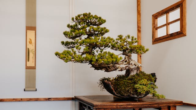 Home Decor with Japanese Bonsai Trees